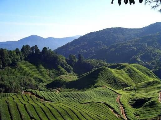 Wayanad